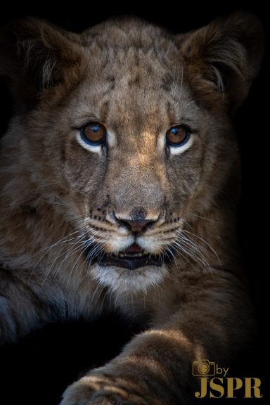 Lion © ByJSPR