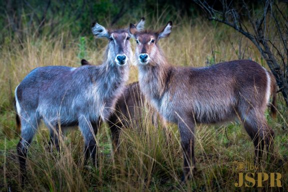 Waterbuck © ByJSPR