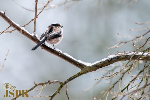 Long-tailed tit © ByJSPR
