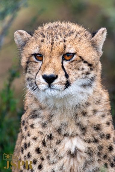 Cheetah © ByJSPR