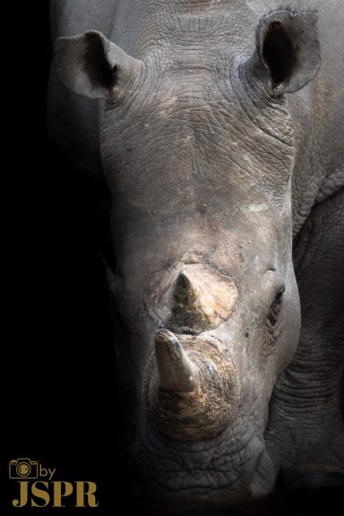 Rhino © ByJSPR