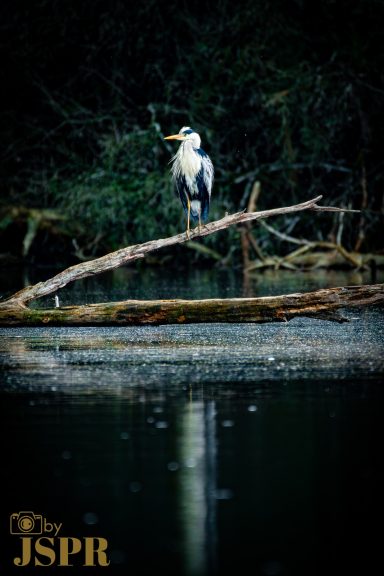 Heron © ByJSPR